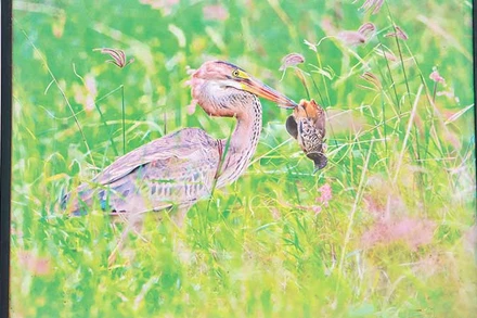 Khoảnh khắc đắt giá trong một bức ảnh diệc lửa quắp cút vằn. 