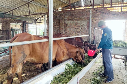 Mô hình nuôi bò trên nền đệm lót sinh học của nông dân huyện Sông Lô (Vĩnh Phúc).