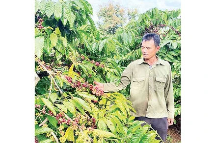 Nhờ chuyển đổi sản xuất theo hướng hữu cơ, chất lượng sản phẩm nông nghiệp Đắk Nông ngày càng được nâng cao.