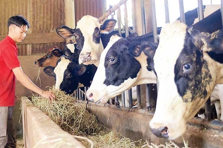 Các hộ chăn nuôi tại Lâm Đồng tích cực thực hiện các biện pháp tái đàn, ổn định ngành chăn nuôi bò sữa.