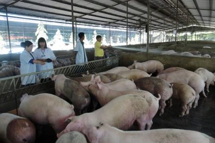 Nuôi lợn theo hướng an toàn sinh học tại huyện Xuân Lộc, Đồng Nai.