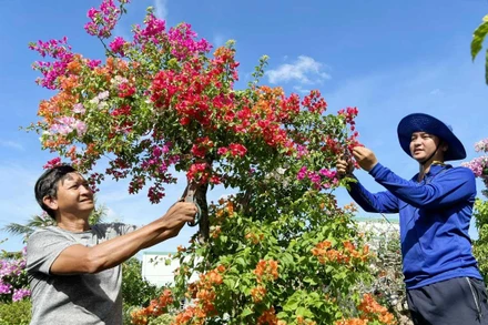 Ông Phạm Văn Màu (bên trái) ở Chợ Lách, Bến Tre truyền nghề trồng hoa, cây kiểng cho con trai. (Ảnh HOÀNG TRUNG) 