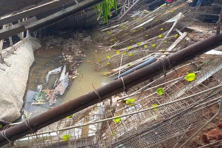 Một phần trại gà đổ sập xuống sông Tiền.