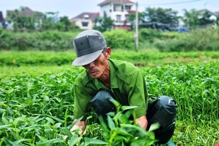 Bà con nông dân vùng trồng rau La Hường tất bật thu hoạch rau chạy bão số 4.