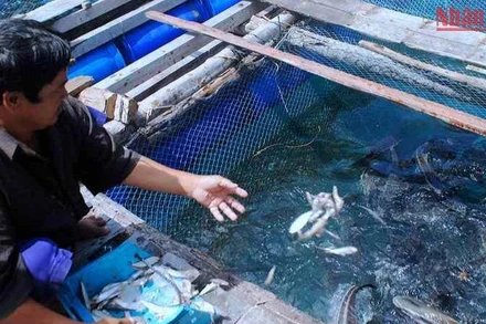 Quanh cụm đảo Hòn Chuối của tỉnh Cà Mau hiện có gần 150 lồng bè nuôi cá bớp của 29 hộ dân.