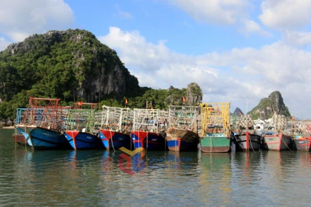 Quảng Ninh đang khẩn trương kêu gọi tàu thuyền về nơi tránh trú bão an toàn.