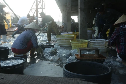 Ngư dân Đồ Sơn tất bật vào vụ sứa 