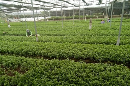 Trồng rau xanh trong khu nhà màng tại Hợp tác xã Bắc Hồng (Đông Anh, Hà Nội), Nguồn Agribank.