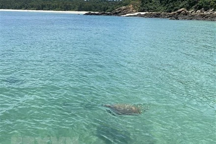 Cá thể rùa nặng khoảng 20kg. (Ảnh: TTXVN)