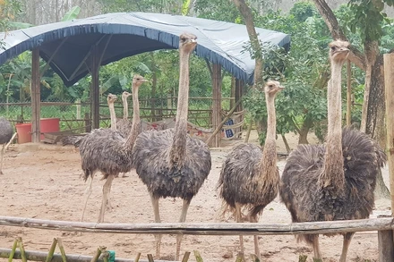 Bảy con đà điểu được doanh nghiệp nuôi để học sinh trải nghiệm và đón du khách tham quan.