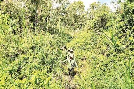 Lực lượng bảo vệ rừng của Vườn Quốc gia U Minh Thượng tuần tra.