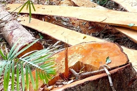 Gỗ bị chặt hạ tại hiện trường.