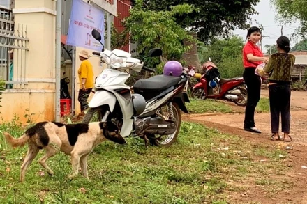 Nuôi cho thả rông là một trong những nguyên nhân dẫn đến bệnh dại (ảnh minh họa).