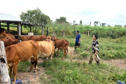 Được sự hỗ trợ của Thiếu tá Từ Văn Sương, Đội vận động quần chúng Đồn Biên phòng Ea H’leo, vợ chồng ông Nguyễn Văn Triều và bà Huỳnh Thị Mai Tiên ở xã Ia Lốp, huyện Ea Súp phát triển thêm nghề chăn nuôi bò, ổn định cuộc sống.