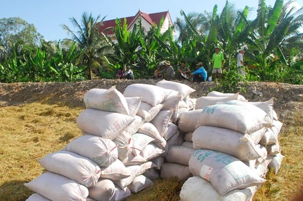 Nông dân xã Mỹ Thành Bắc, huyện Cai Lậy, tỉnh Tiền Giang thu hoạch lúa đông xuân 2022-2023. 