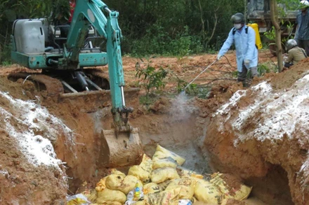 Lực lượng chức năng Quảng Ngãi tiêu hủy gia cầm mắc bệnh.