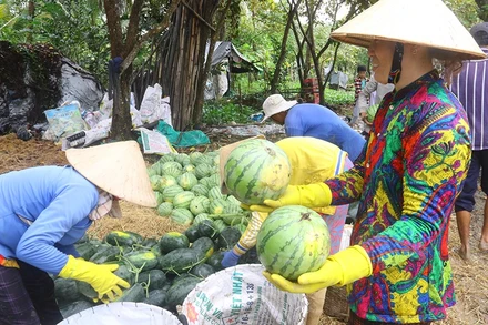 Người trồng dưa hấu Tết ở Vị Thủy bắt đầu thu hoạch. 