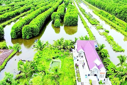 Vuông nuôi thủy sản ở vùng sông nước Cà Mau có nhiều cây rừng, thích hợp cho nhiều loài tôm, cua, cá… phát triển. 