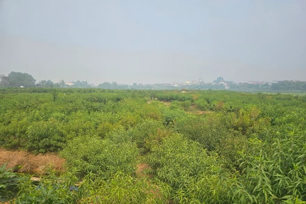 Khu đất bị bỏ hoang nằm ở trung tâm thành phố Phúc Yên.