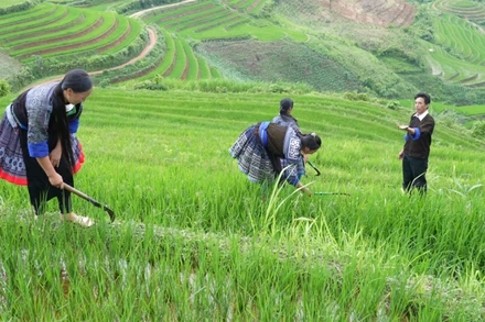 Bí thư Lù A Dờ hướng dẫn bà con trồng lúa nước trên ruộng bậc thang.