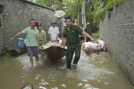 Mưa lụt ảnh hưởng lớn đến sản xuất, chăn nuôi của các hộ dân. (Trong ảnh: Lực lượng chức năng di chuyển tài sản, vật nuôi giúp người dân).