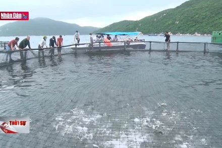 Cấp bách gỡ ''Thẻ vàng'' EC, tạo động lực xuất khẩu thủy sản