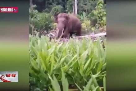 Voi rừng tấn công khiến người dân lo lắng