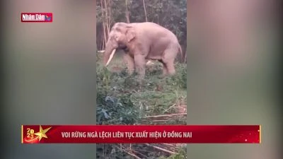 Voi rừng ngà lệch liên tục xuất hiện ở Đồng Nai