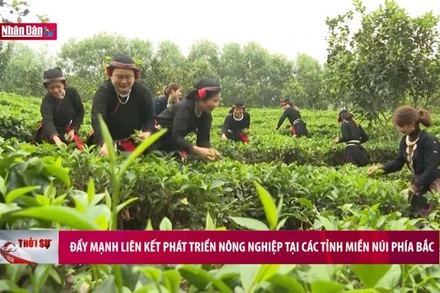 Đẩy mạnh liên kết phát triển nông nghiệp tại các tỉnh miền núi phía Bắc