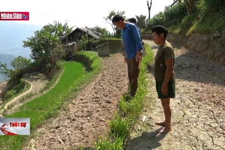 Di sản quốc gia ruộng bậc thang bị khô hạn do thiếu nước sản xuất