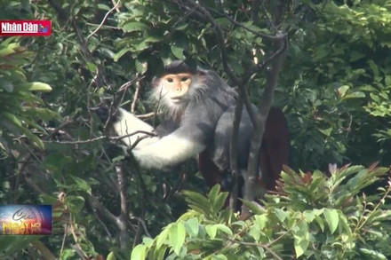 Nâng cao nhận thức bảo tồn động, thực vật hoang dã