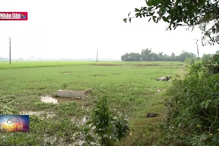 Lãng phí nguồn lực đất đai nhìn từ đất nông nghiệp bỏ hoang