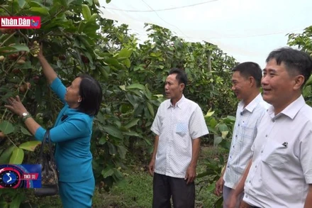 Học Bác để làm những việc có lợi cho dân