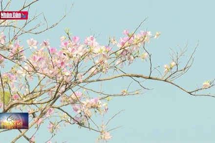 Hoa ban bung nở nơi thung lũng Mường Thanh