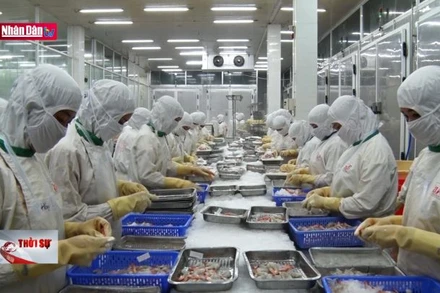 Niềm tin mới từ con tôm Cà Mau