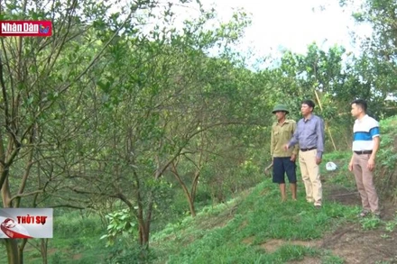 Hà Giang: Hàng nghìn héc-ta cam sành bị nhiễm bệnh