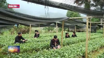 Nhiều tiềm năng của cây quế Văn Yên