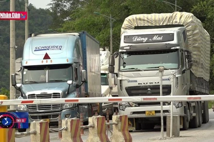 Triển khai các giải pháp cấp bách giảm ùn ứ nông sản