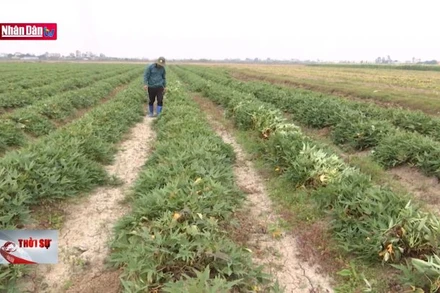 Cần tháo gỡ rào cản, huy động nguồn lực đất đai cho sản xuất tập trung