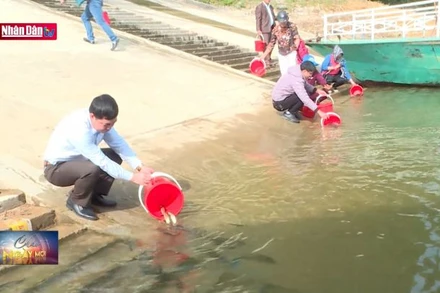 Thả cá giống tái tạo nguồn lợi thủy sản lòng hồ thủy diện Tuyên Quang