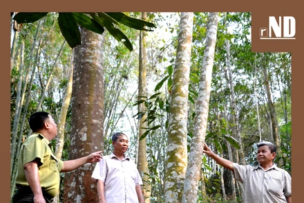 Chuyện người Dao giữ rừng ở Bản Lọt