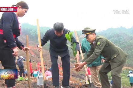 Các địa phương hưởng ứng Tết trồng cây