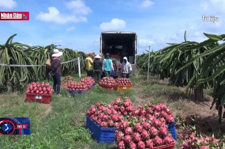 Ứng dụng công nghệ cao vào nông nghiệp còn nhiều rào cản