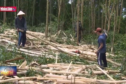 Điểm sáng trong liên kết 3 nhà ở Phú Yên