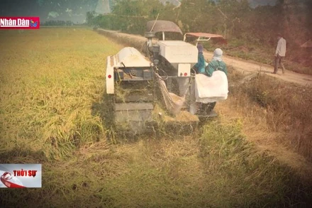 Đầu cơ gạo và trách nhiệm của cơ quan chức năng