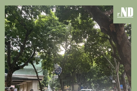 Năng lượng chữa lành dưới tán xanh