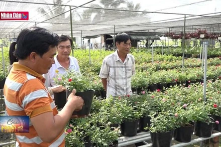 Phát triển thương hiệu hoa hồng Sa Đéc