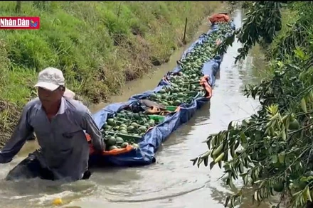 Cam sành Vĩnh Long rớt giá