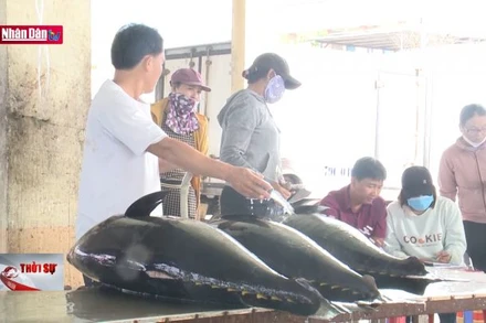 Ngư dân tương trợ nhau vươn khơi khi giá dầu cao, giá cá ngừ giảm mạnh