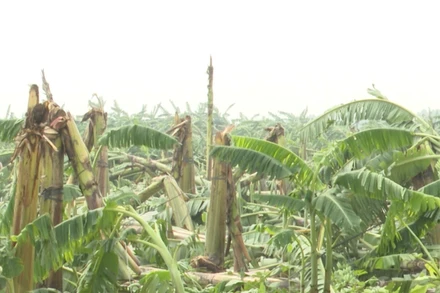 Nhiều diện tích hoa màu, cây ăn quả của người dân huyện Lâm Thao bị gãy đổ do mưa bão.